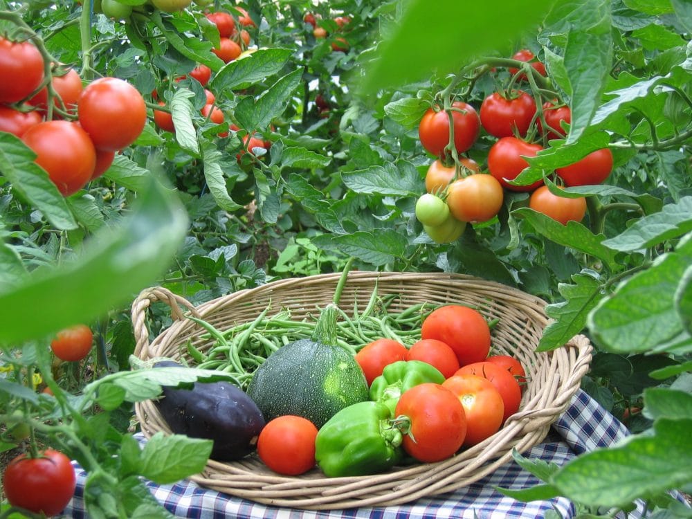 12-Légumes-à-croissance-rapide-pour-votre-jardin