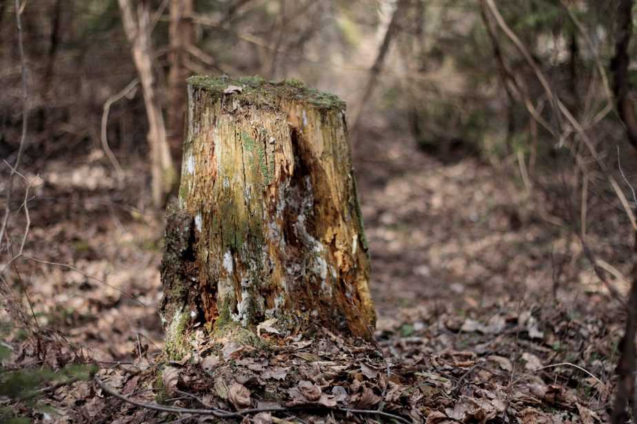 Comment-tuer-une-souche-d'arbre-avec-du-charbon-de-bois