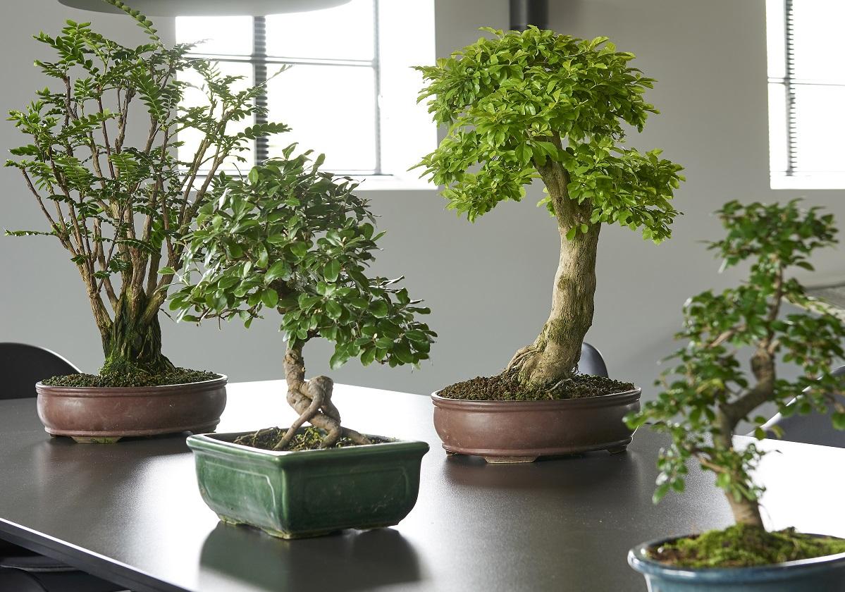 Cultiver-un-bonsai-dans-son-salon