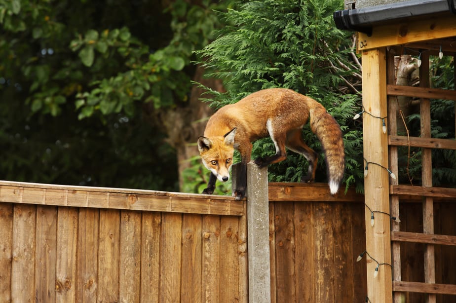 Est-ce-que-les-renards-peuvent-grimper-les-clôtures