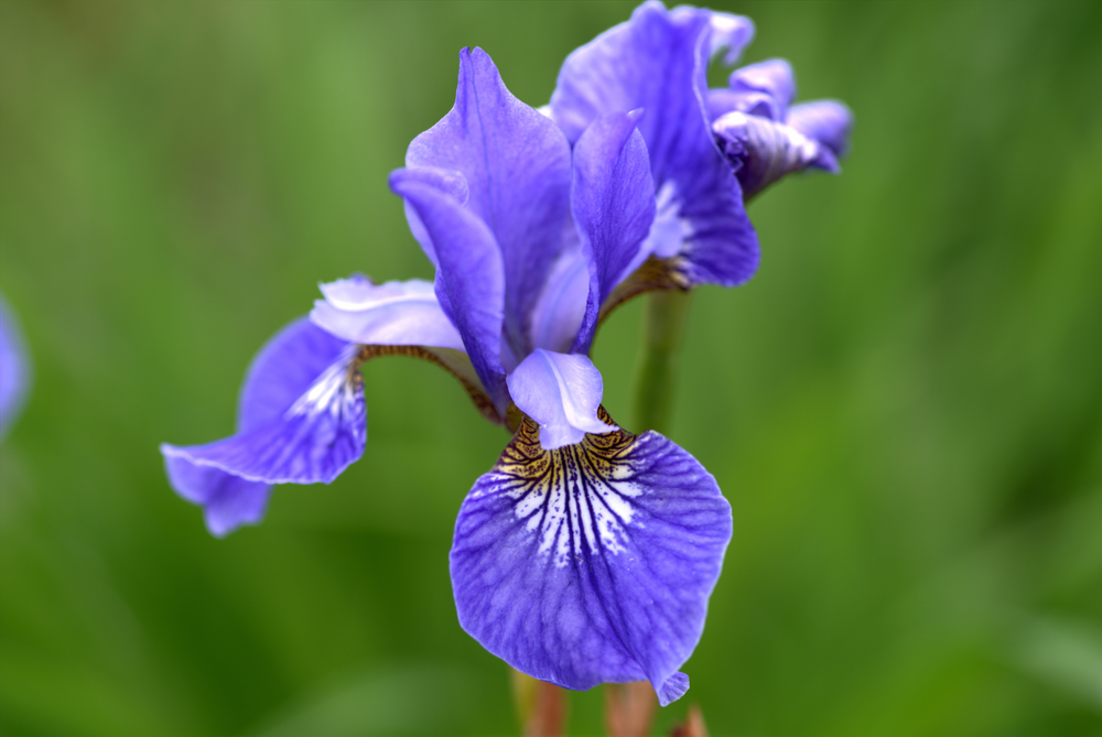 Iris-de-Sibérie