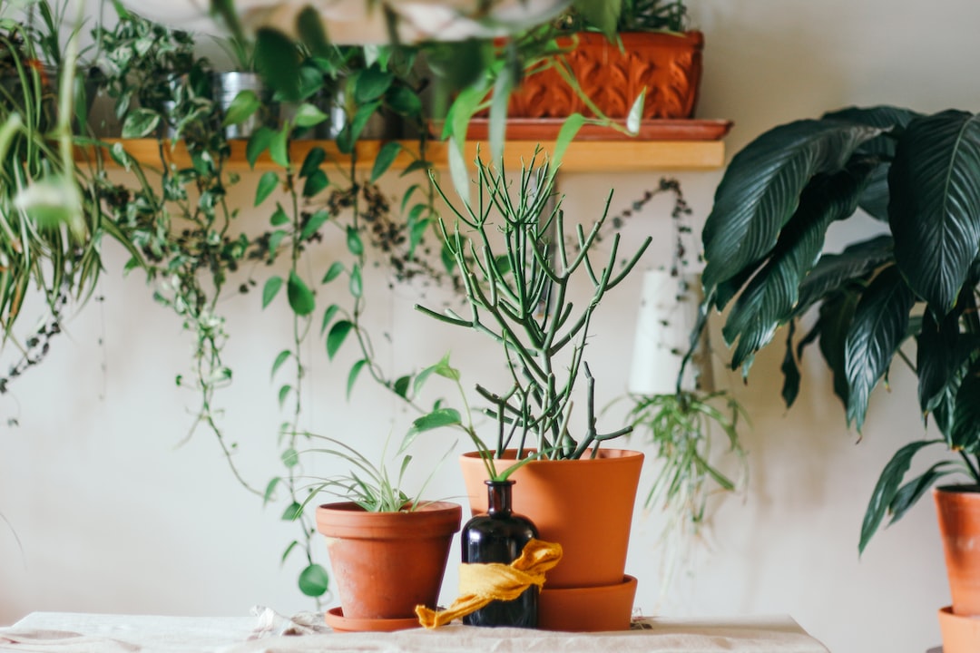 Quelles-plantes-acheter-pour-la-decoration-de-son-appartement