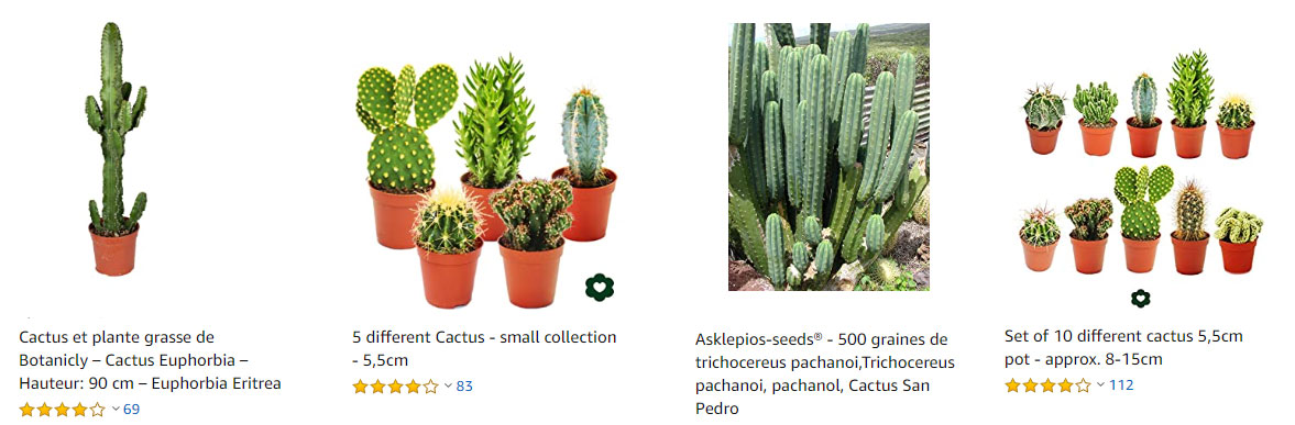 achat-cactus-interieur