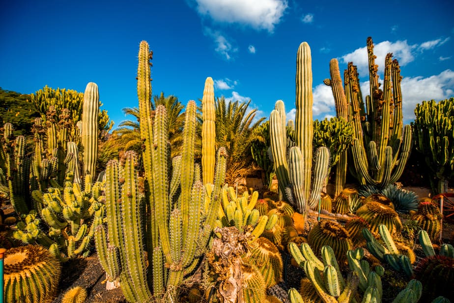 cactus-deco-exterieur