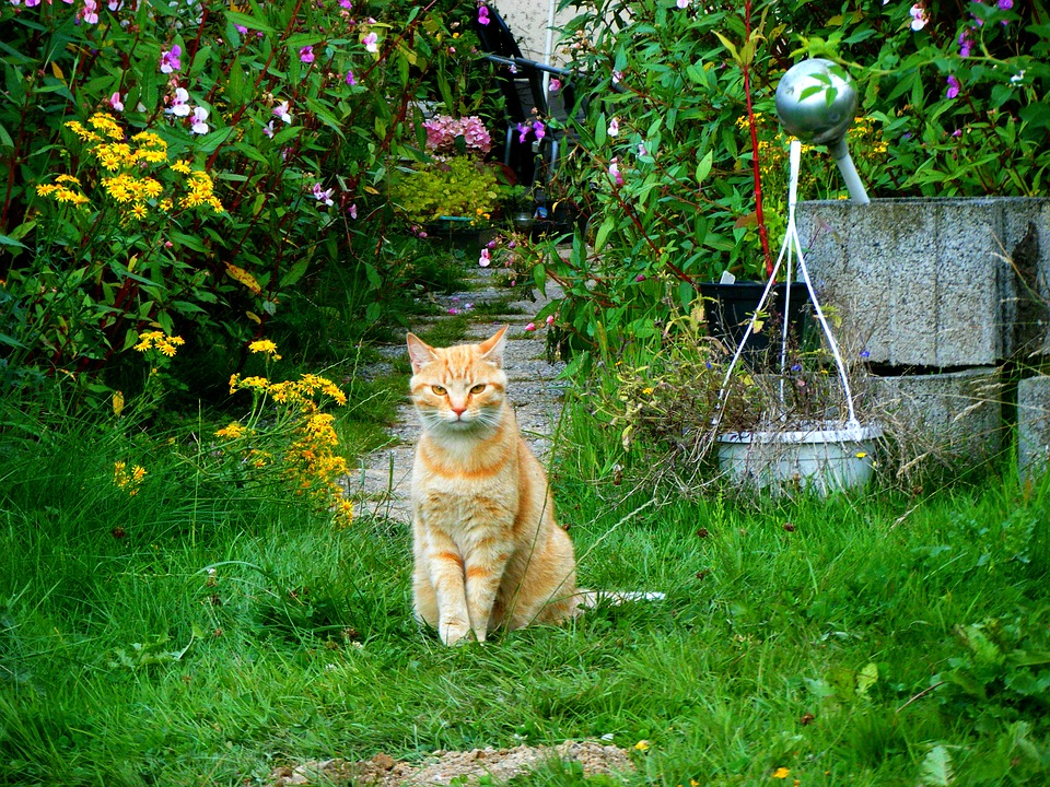 comment-empêcher-les-chats-de-venir-dans-mon-jardin