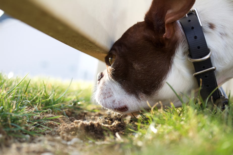 comment-empêcher-un-chien-de-creuser-sous-la-clôture