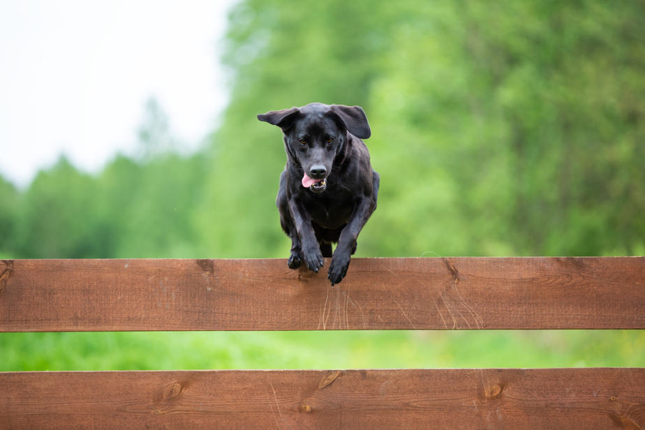comment-empêcher-un-chien-de-sauter-la-clôture