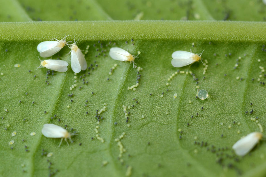 comment-se-débarrasser-des-petits-insectes-blanc-sur-les-plantes