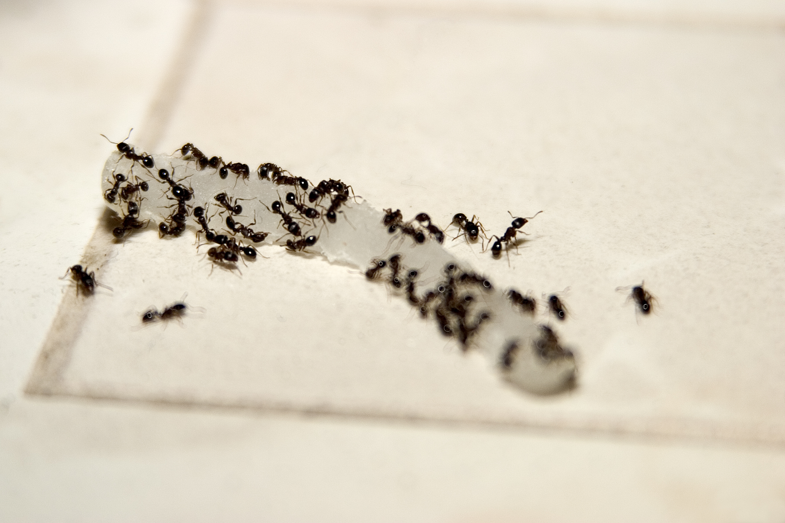 comment-tuer-les-fourmis-dans-le-jardin