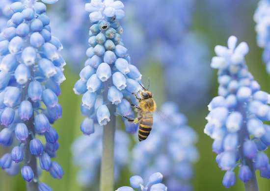 fleurs-abeilles-Muscari