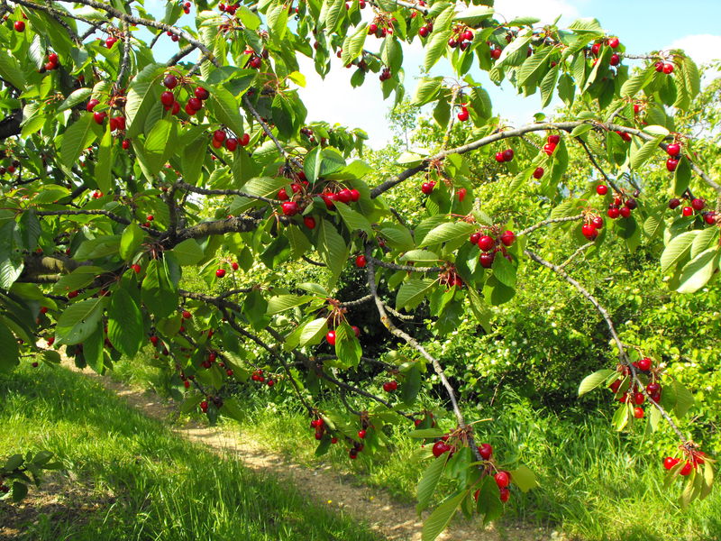 Petit-guide-des-arbres-fruitiers-et-de-leur-histoire