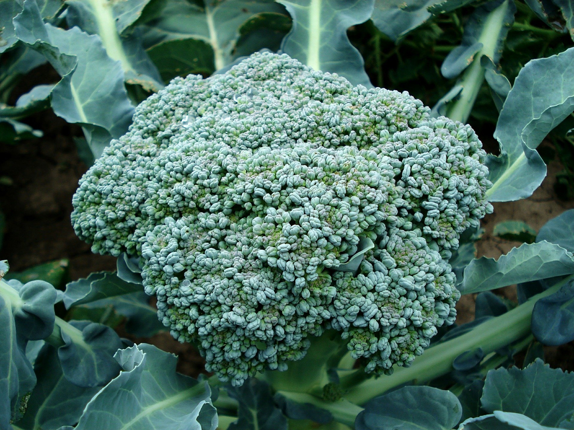 jardin-Broccoli