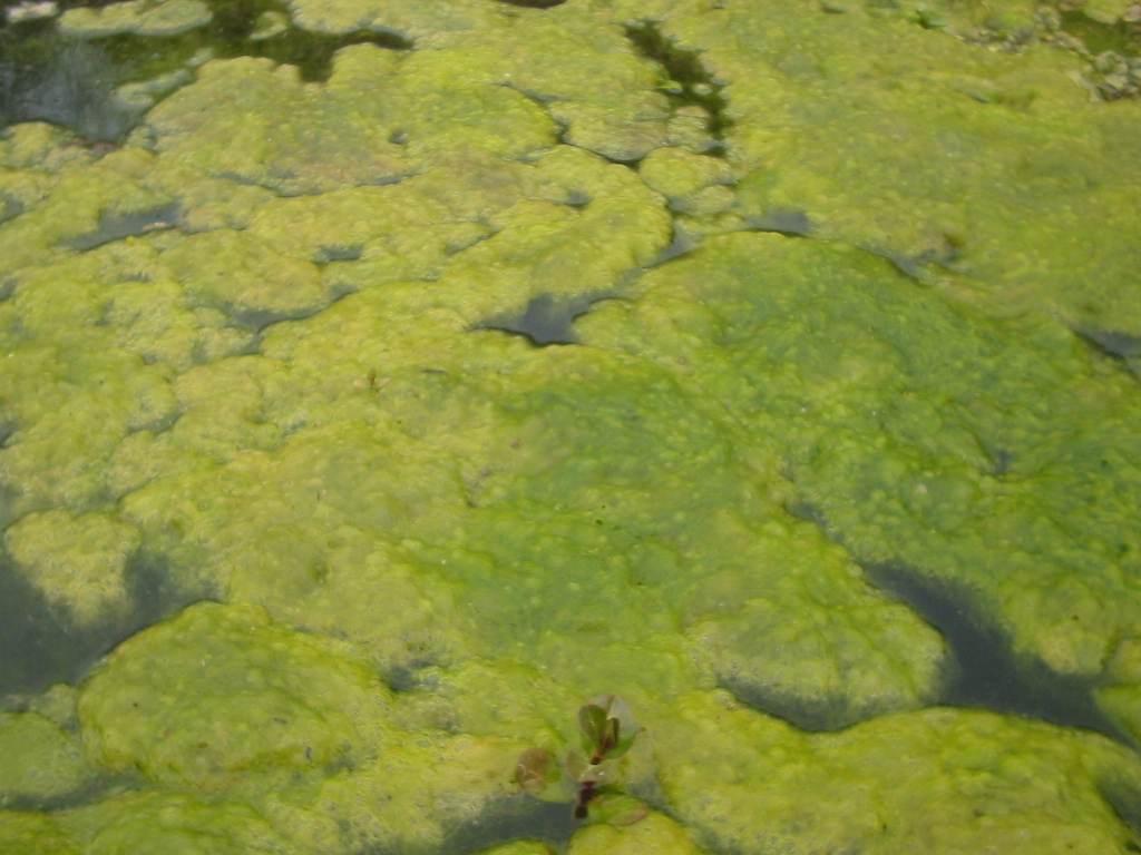 lutter-contre-les-algues