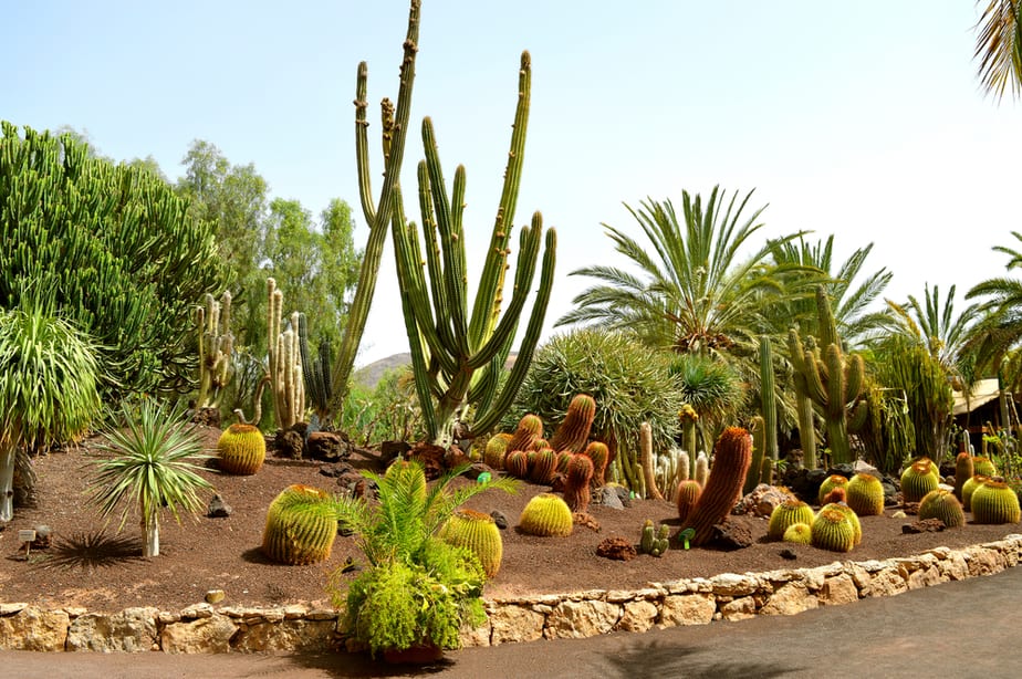plantes-du-désert