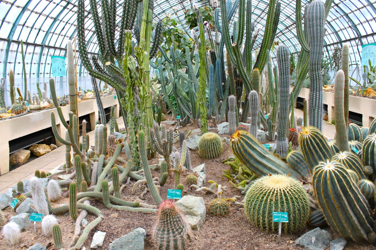 plantes-désert