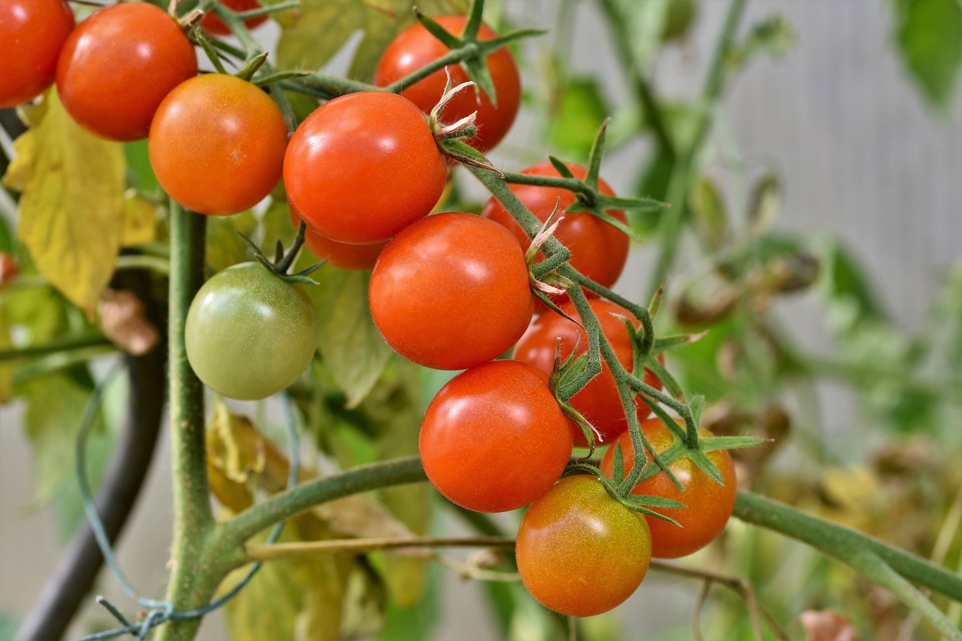 quelle-plante-associer-avec-les-tomates